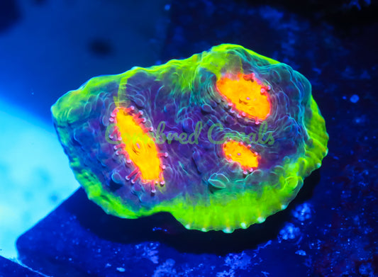 Cornbred's Crazy Trash Chalice - WYSIWYG