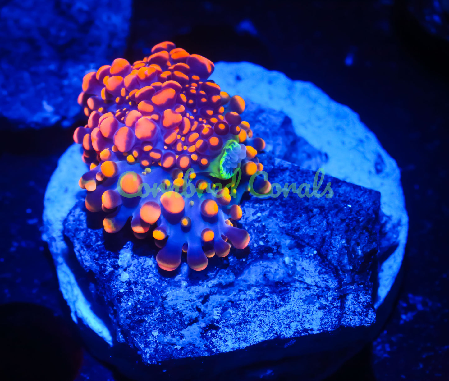 Cornbred's Doughboy Bean Bag Bounce Mushroom - WYSIWYG