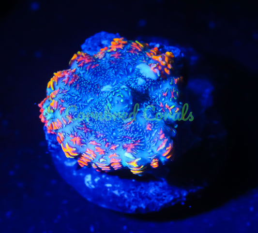 Cornbred's Rasta Rainbow Mushroom - WYSIWYG