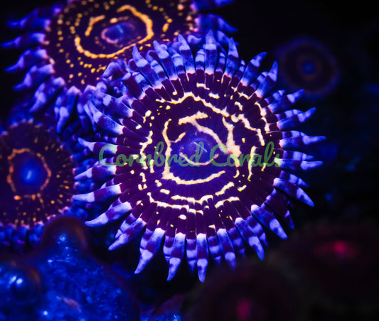 Cornbred's OG Stratosphere Paly - WYSIWYG