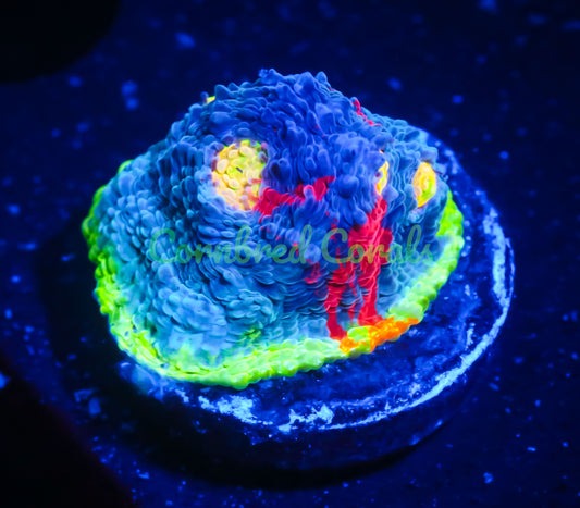 Cornbred Presents WWC's Jelly Bean Chalice - WYSIWYG