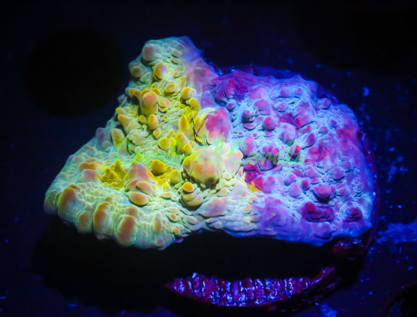 Cornbred Presents WWC's Cosmic Candy Bounce Chalice - WYSIWYG