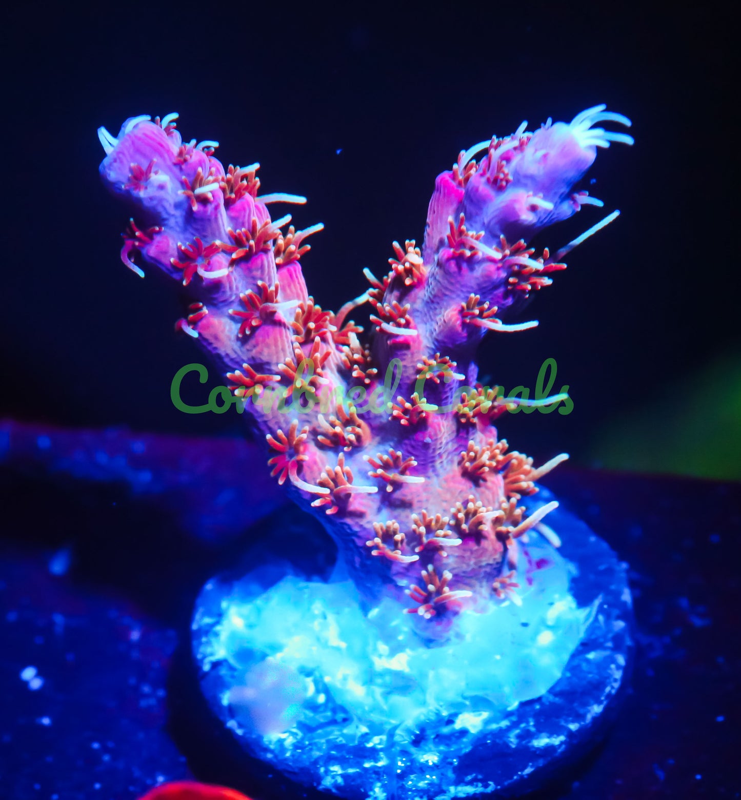 Cornbred Presents RR's Star Fire Acro - WYSIWYG