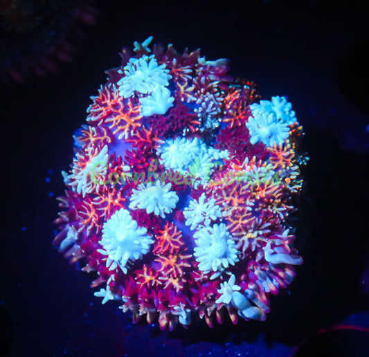 Cornbred's Inferno Rainbow Pin Cushion Mushroom - WYSIWYG