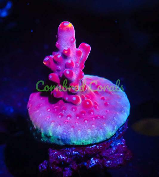 Cornbred Presents Jason Fox's Fox Flame Acro - WYSIWYG