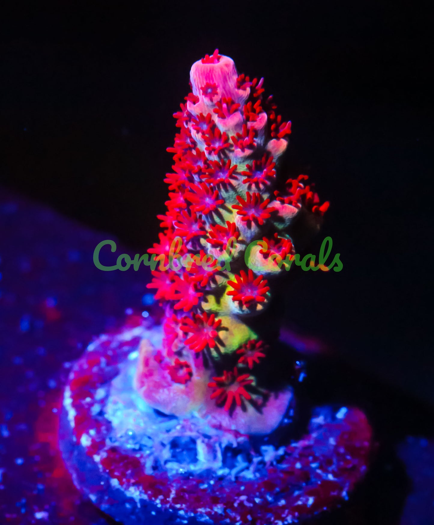 Cornbred's Dippin Dots Acro - WYSIWYG