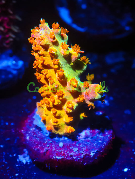 Cornbred's Golden Jawbreaker Acro - WYSIWYG