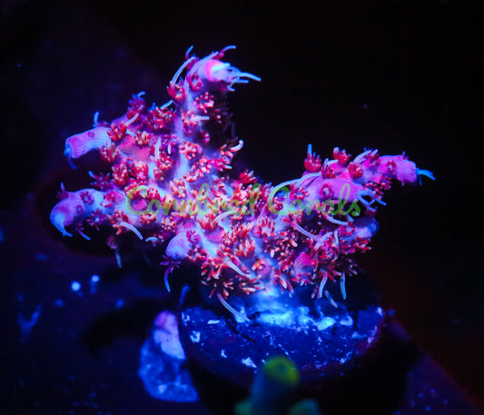 Cornbred Presents RR's Star Fire Acro - WYSIWYG