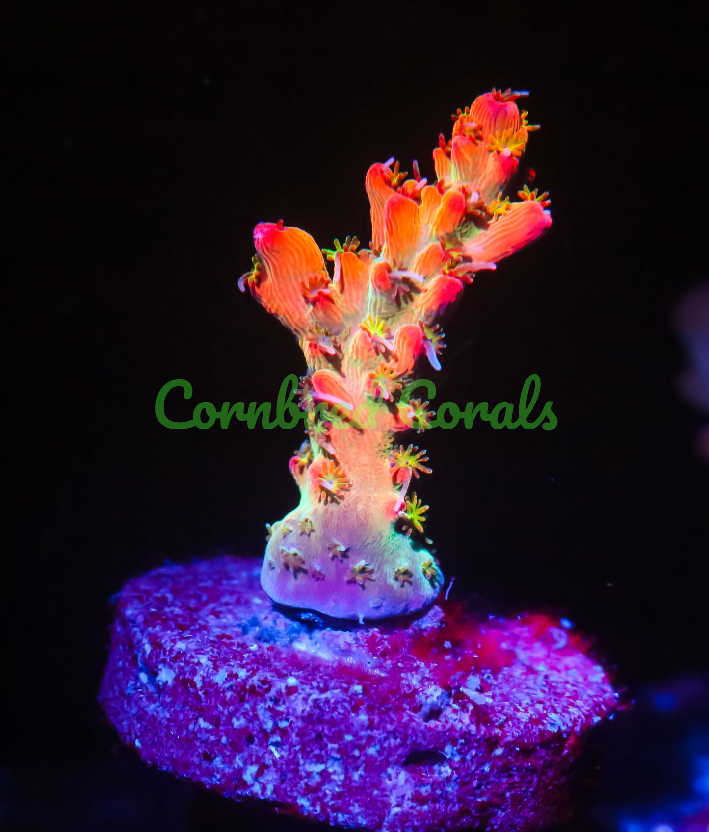 Cornbred's Tangerine Dreams Acro - WYSIWYG