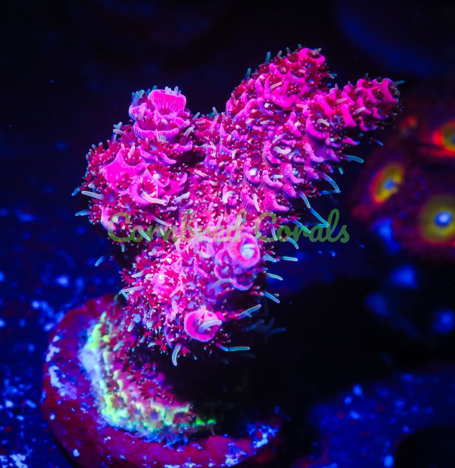 Cornbred's Really Really Pink Milli - WYSIWYG