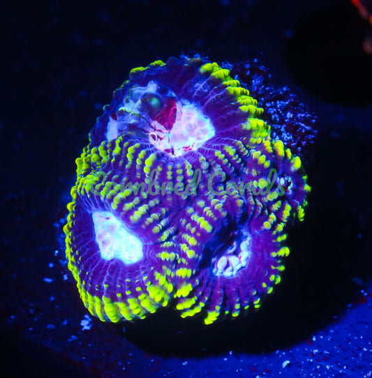 Cornbred's Grafted Dragon Jewel Favia - WYSIWYG