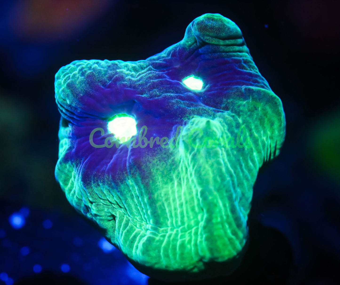 Cornbred's Riddler Pectinia - WYSIWYG