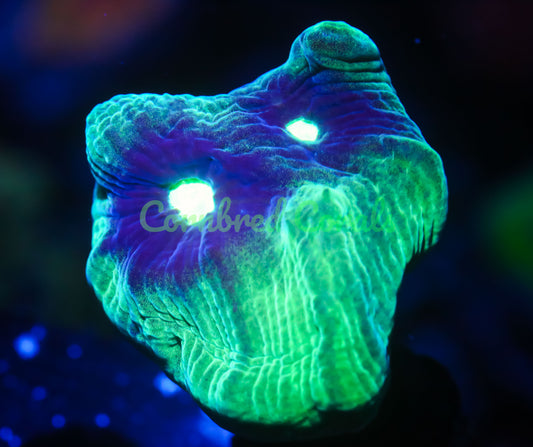 Cornbred's Riddler Pectinia - WYSIWYG