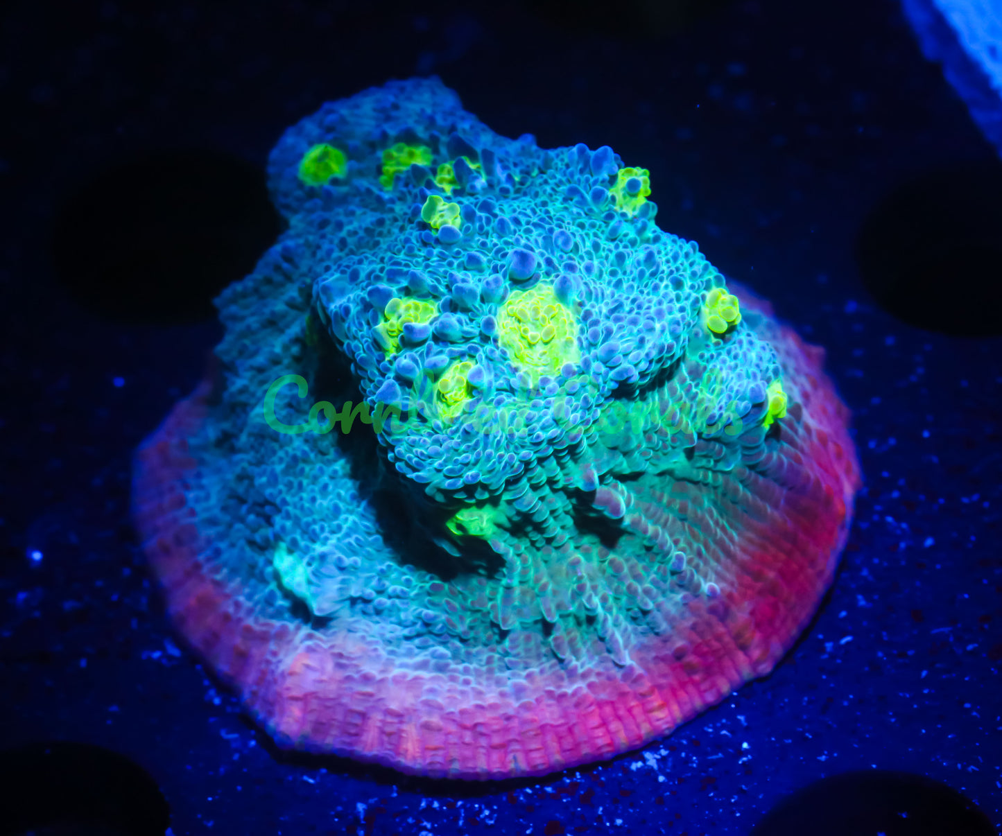 Cornbred's Pink Sexy Chalice - WYSIWYG