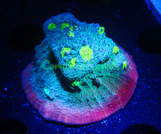 Cornbred's Pink Sexy Chalice - WYSIWYG