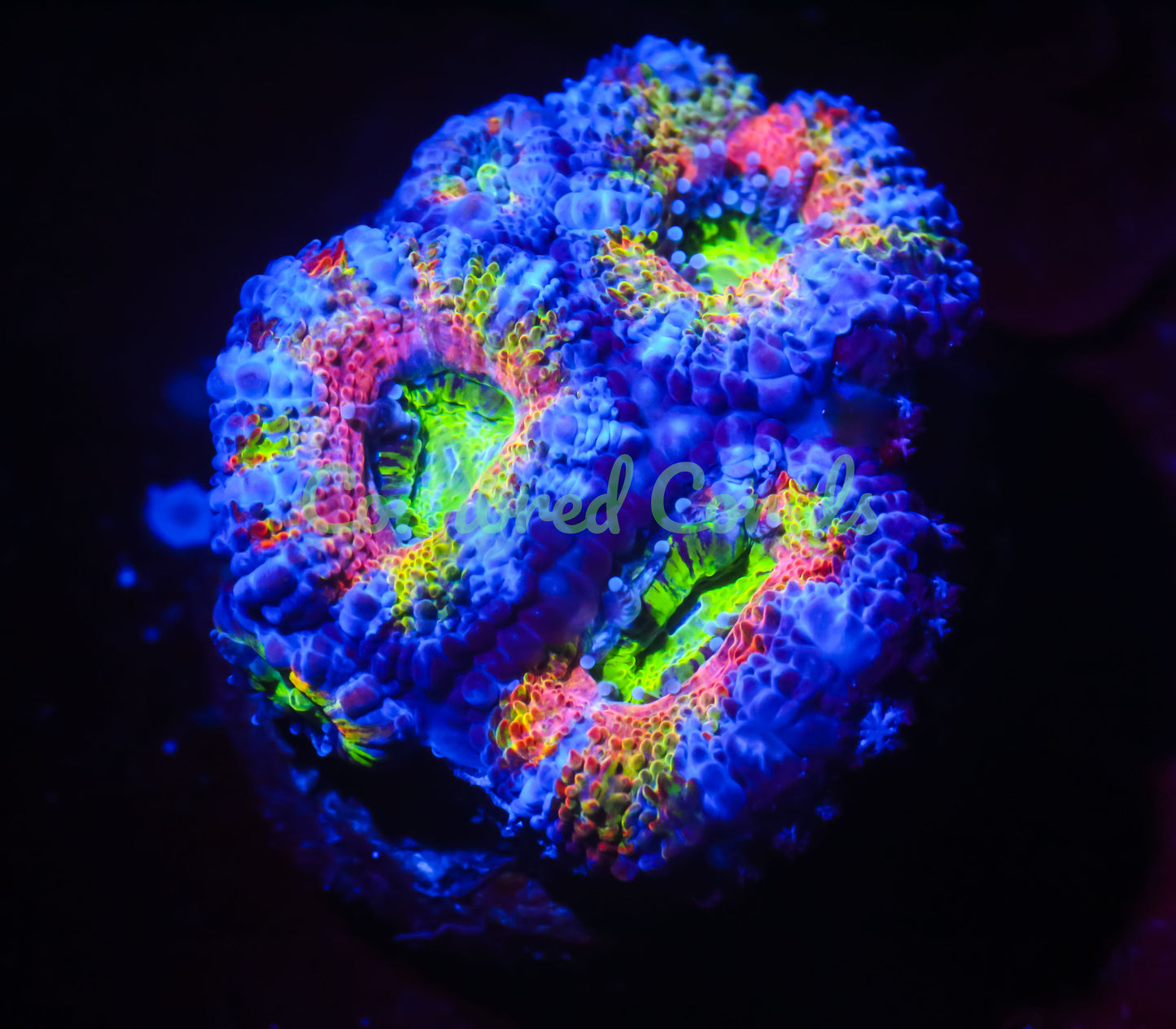 Cornbred's Crayola Acan - WYSIWYG