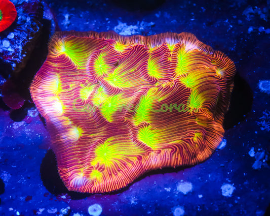 Cornbred Presents Jason Fox's Lethal Lepto - WYSIWYG