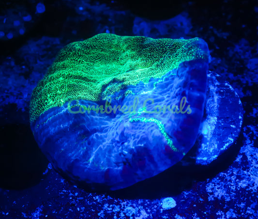 Cornbred's Predators Blood Chalice - WYSIWYG