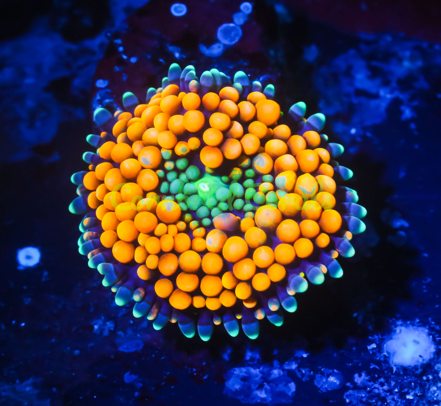 Cornbred's Fresh Squeeze Ricordea Mushroom - WYSIWYG