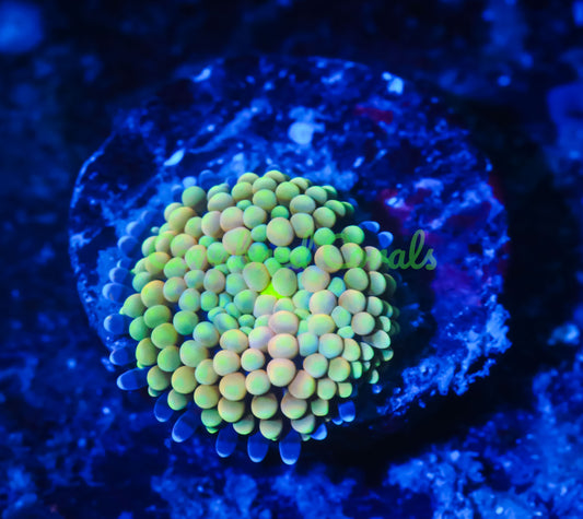 Cornbred's Mellow Yellow Ricordea Mushroom - WYSIWYG