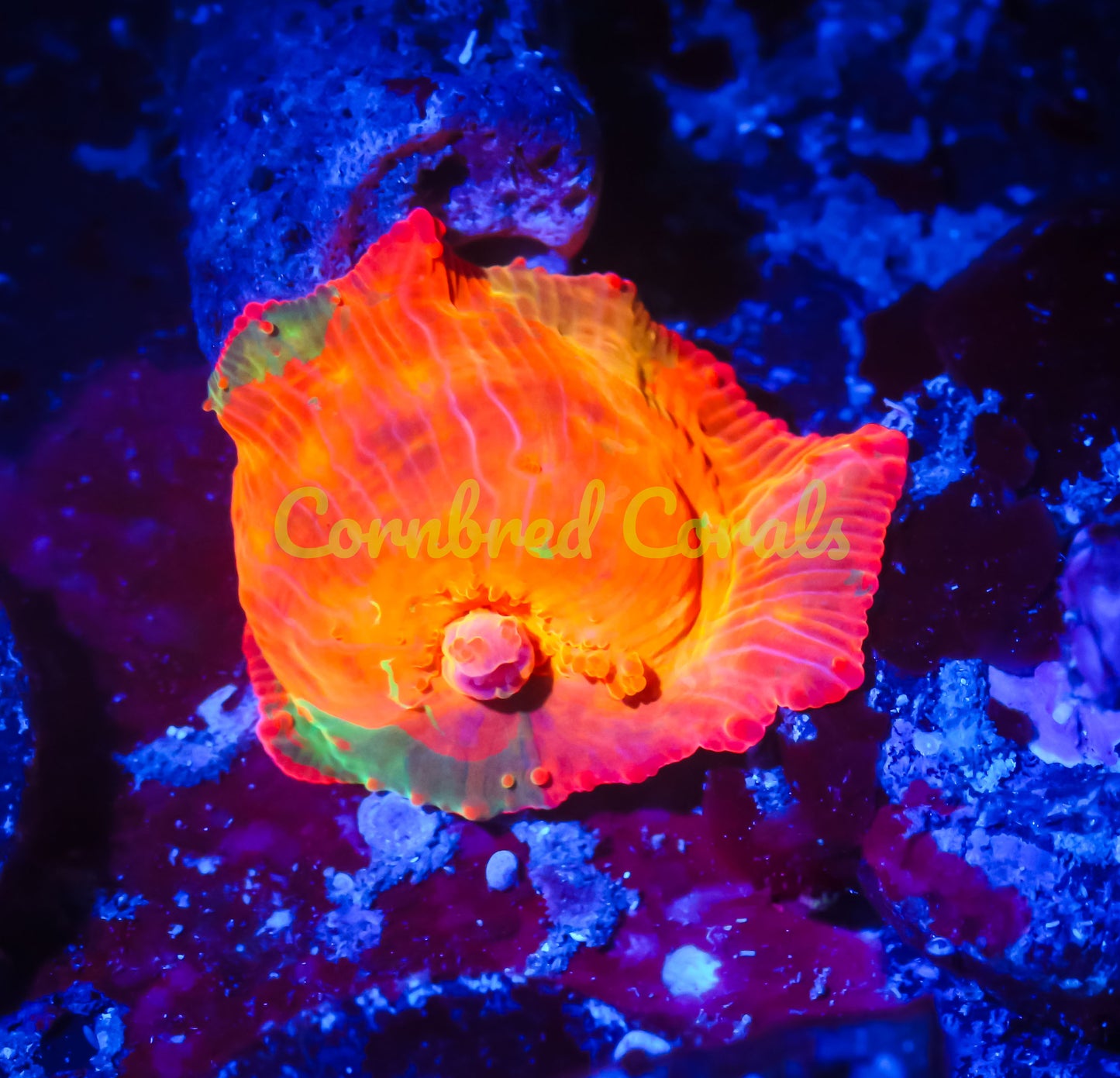 Cornbred's Candy Crush Mushroom - WYSIWYG