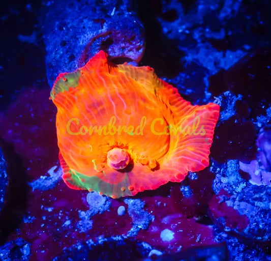 Cornbred's Candy Crush Mushroom - WYSIWYG