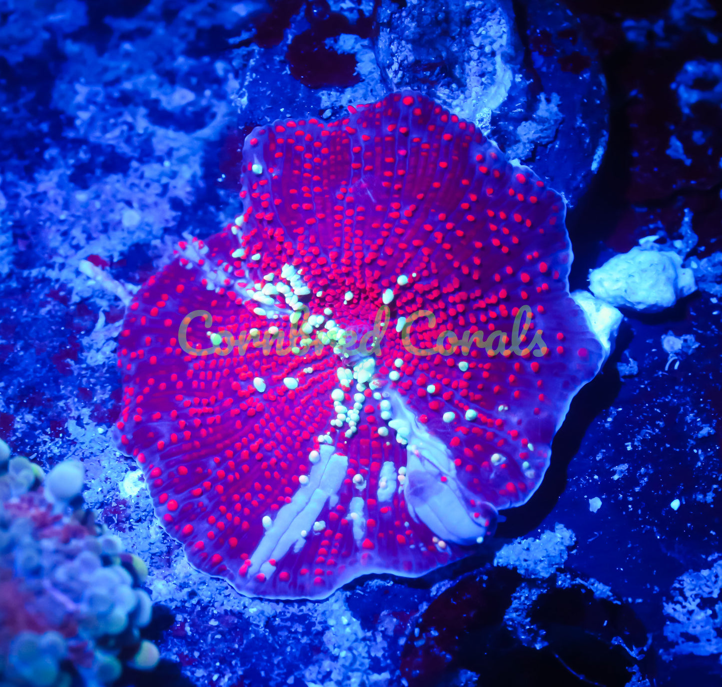 Cornbred's Red Interstellar Bounce Mushroom - WYSIWYG