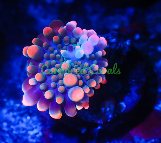 Cornbred's King Kong Bounce Yuma Mushroom - WYSIWYG