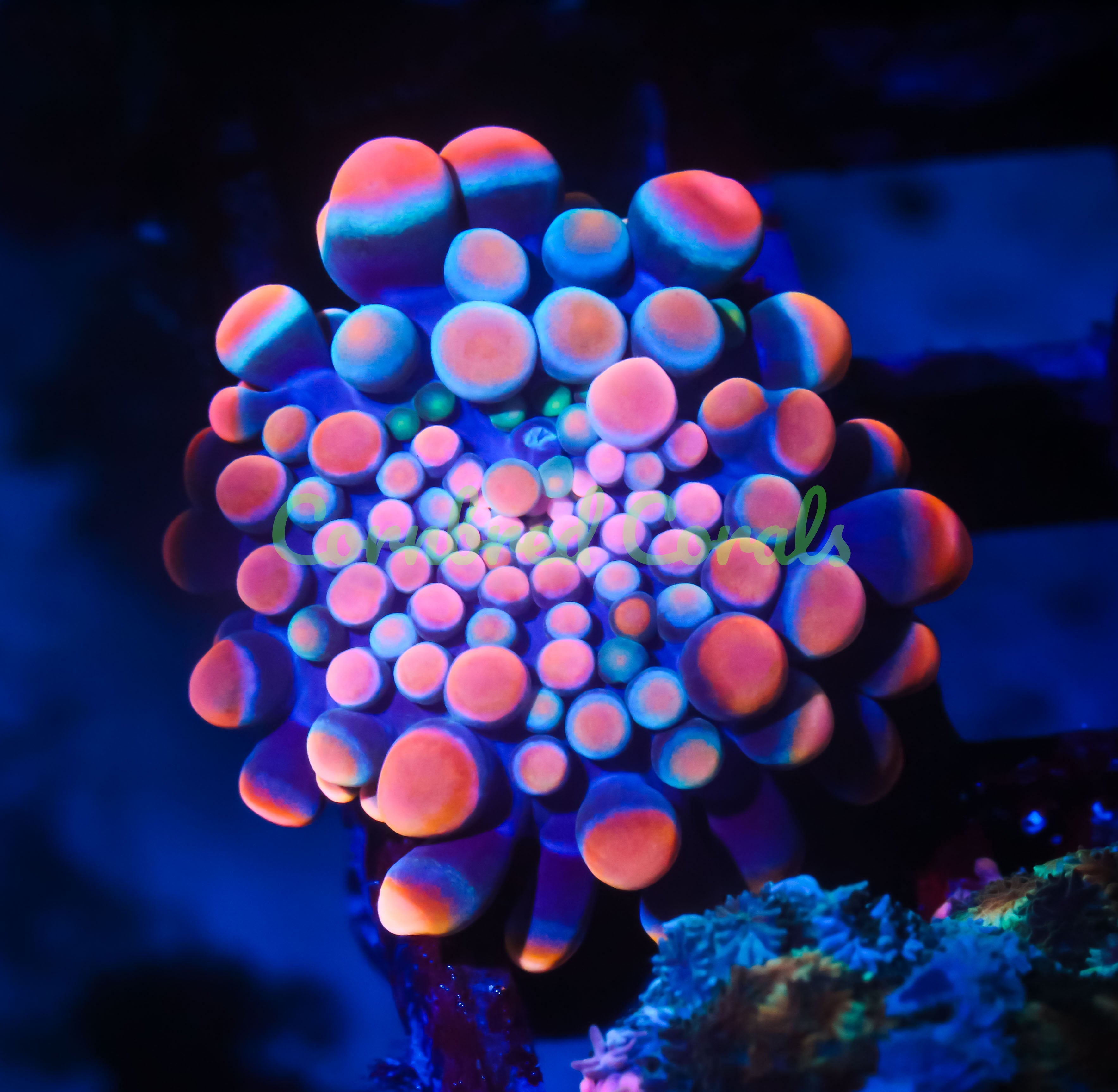 Cornbred's King Kong Bounce Yuma Mushroom - WYSIWYG – Cornbred Corals