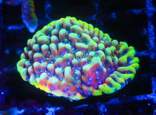 Cornbred's Peyote Monti - WYSIWYG