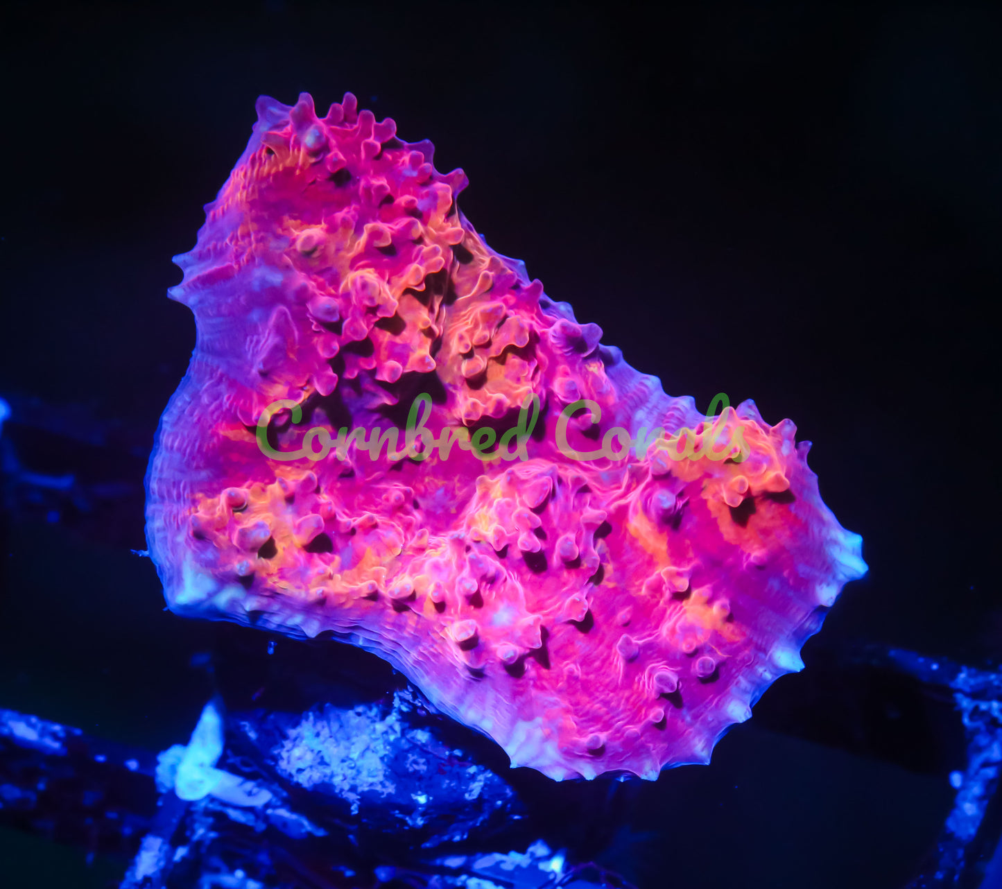 Cornbred's Pyromania Chalice - WYSIWYG