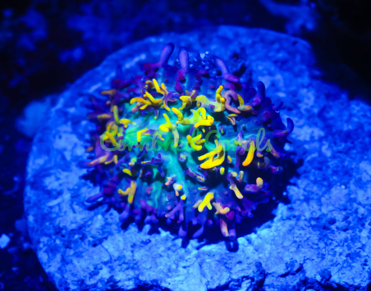 Cornbred's Fire Mushroom - WYSIWYG