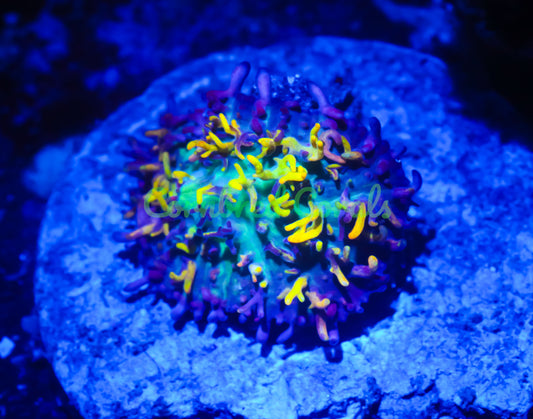 Cornbred's Fire Mushroom - WYSIWYG