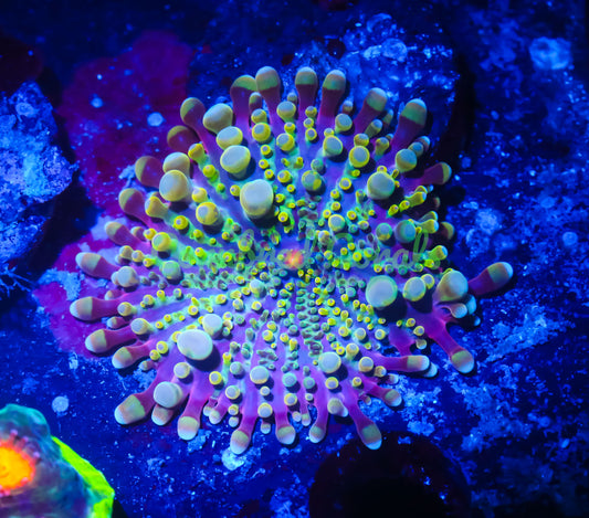 Cornbred's Sour Croc Yuma Mushroom - WYSIWYG