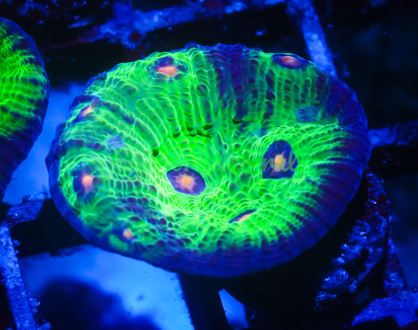 Cornbred's Avatar Chalice - WYSIWYG