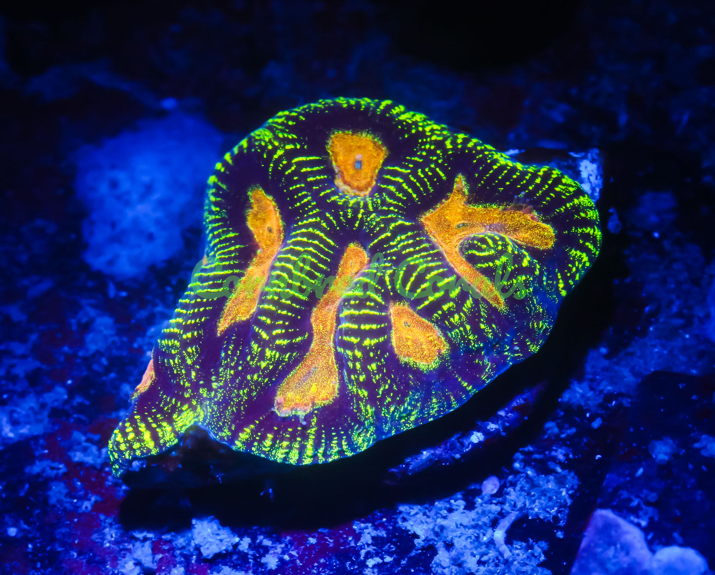 Cornbred's Vitality Maze Brain - WYSIWYG