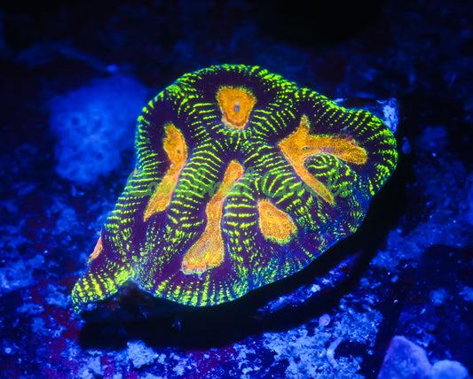 Cornbred's Vitality Maze Brain - WYSIWYG