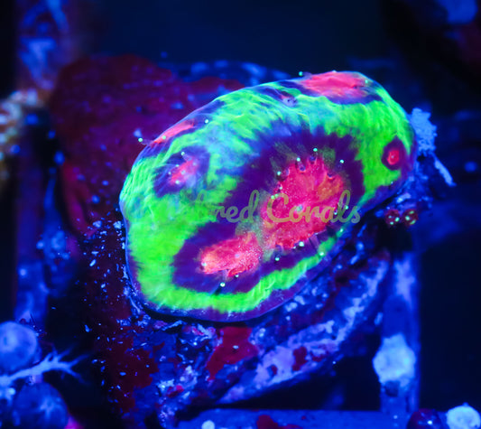 Cornbred's Skittles Favia - WYSIWYG