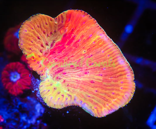 Cornbred Presents WWC's Diablo Diaseris Plate - WYSIWYG