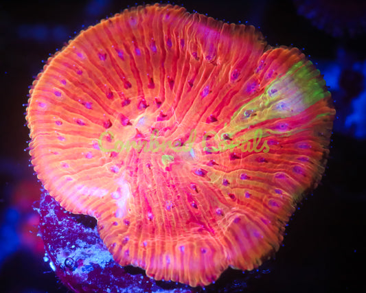 Cornbred Presents WWC's Diablo Diaseris Plate - WYSIWYG