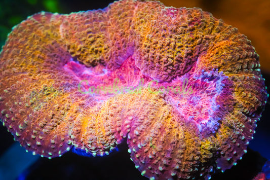 Cornbred's Iron Man Lobo - WYSIWYG