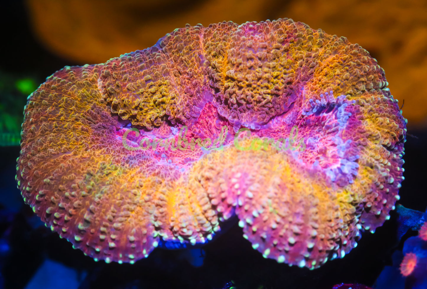 Cornbred's Iron Man Lobo - WYSIWYG