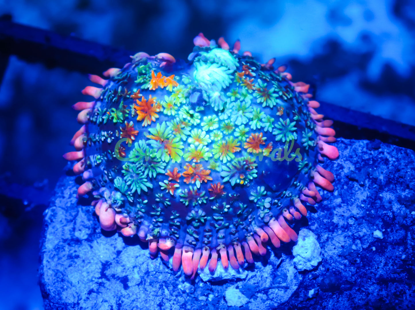 Cornbred's Frankie's Bride Bounce Mushroom - WYSIWYG