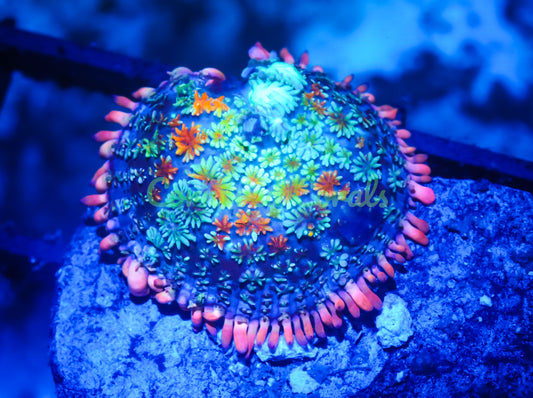 Cornbred's Frankie's Bride Bounce Mushroom - WYSIWYG