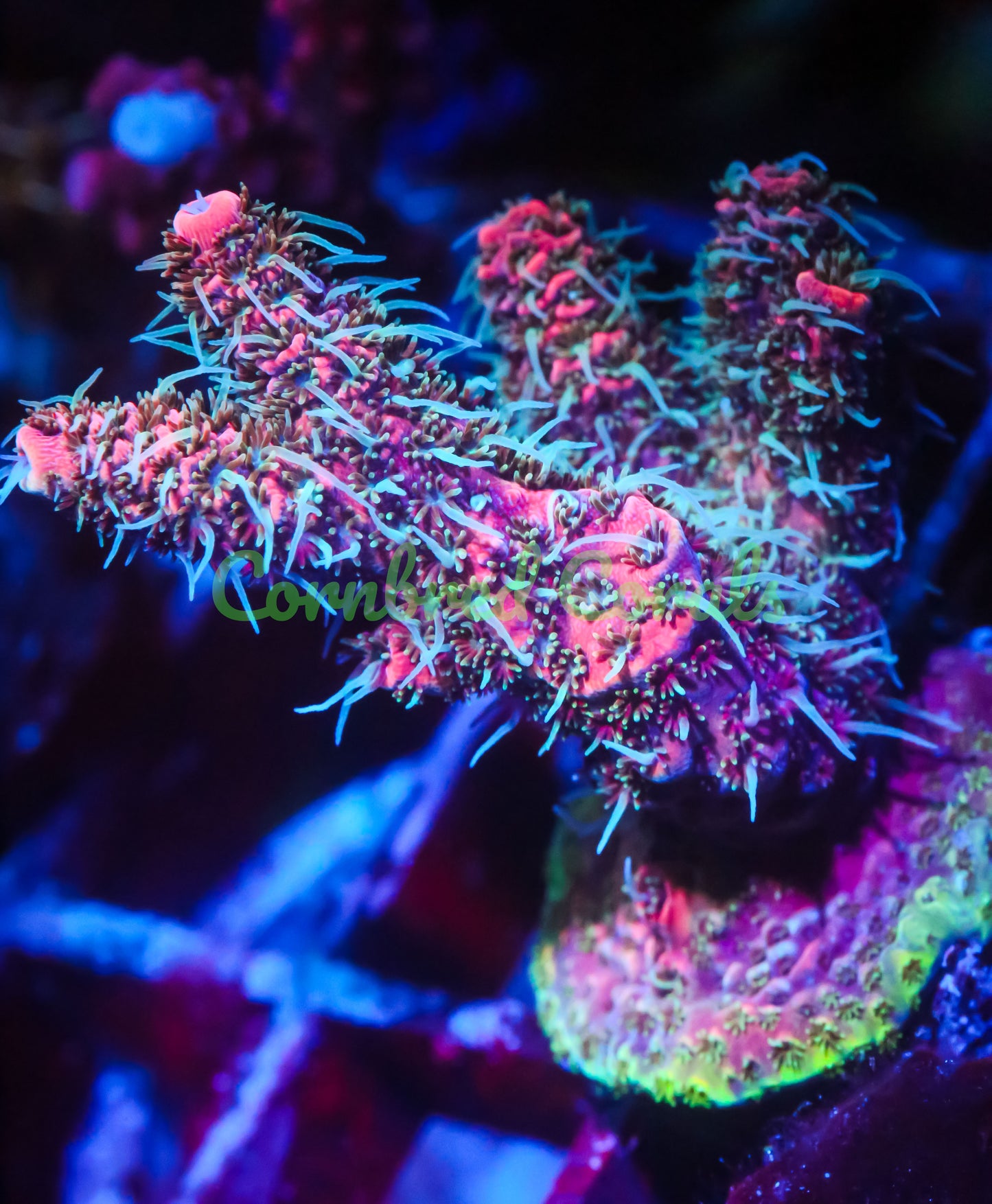 Cornbred's Fire Lemonade Milli - WYSIWYG