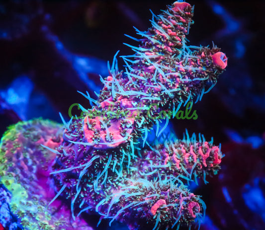 Cornbred's Fire Lemonade Milli - WYSIWYG