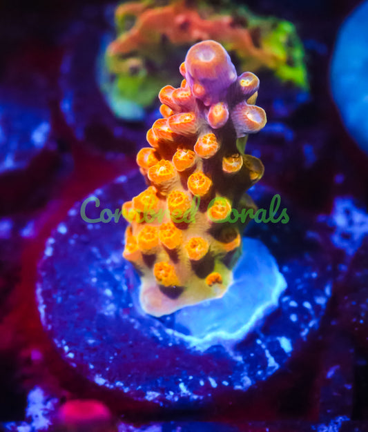 Cornbred's Golden Jawbreaker Acro - WYSIWYG