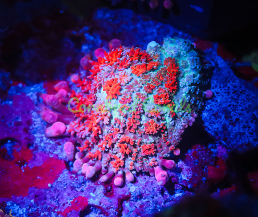 Cornbred's Frankie's Side Piece Bounce Mushroom - WYSIWYG