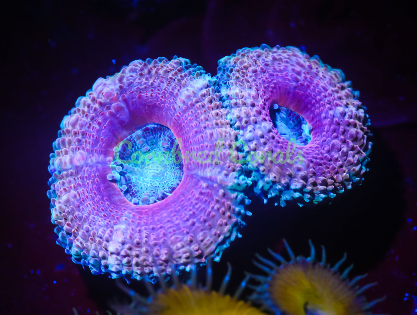 Cornbred's Baby Pink Acan
