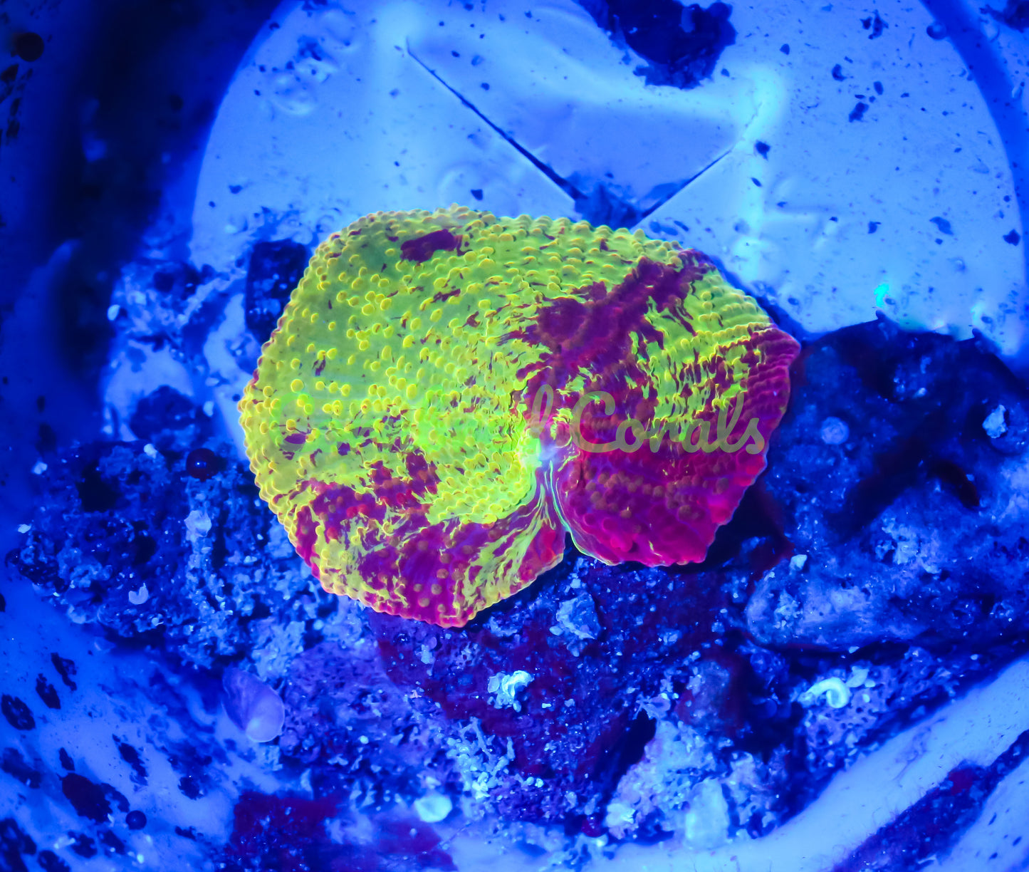 Cornbred's Rainbow Eclectus Mushroom - WYSIWYG